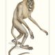 Lithographie gravure chimère animal - le mirilion