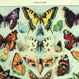 Lithographie ancienne 1928 A. Millot - Papillons d'europe