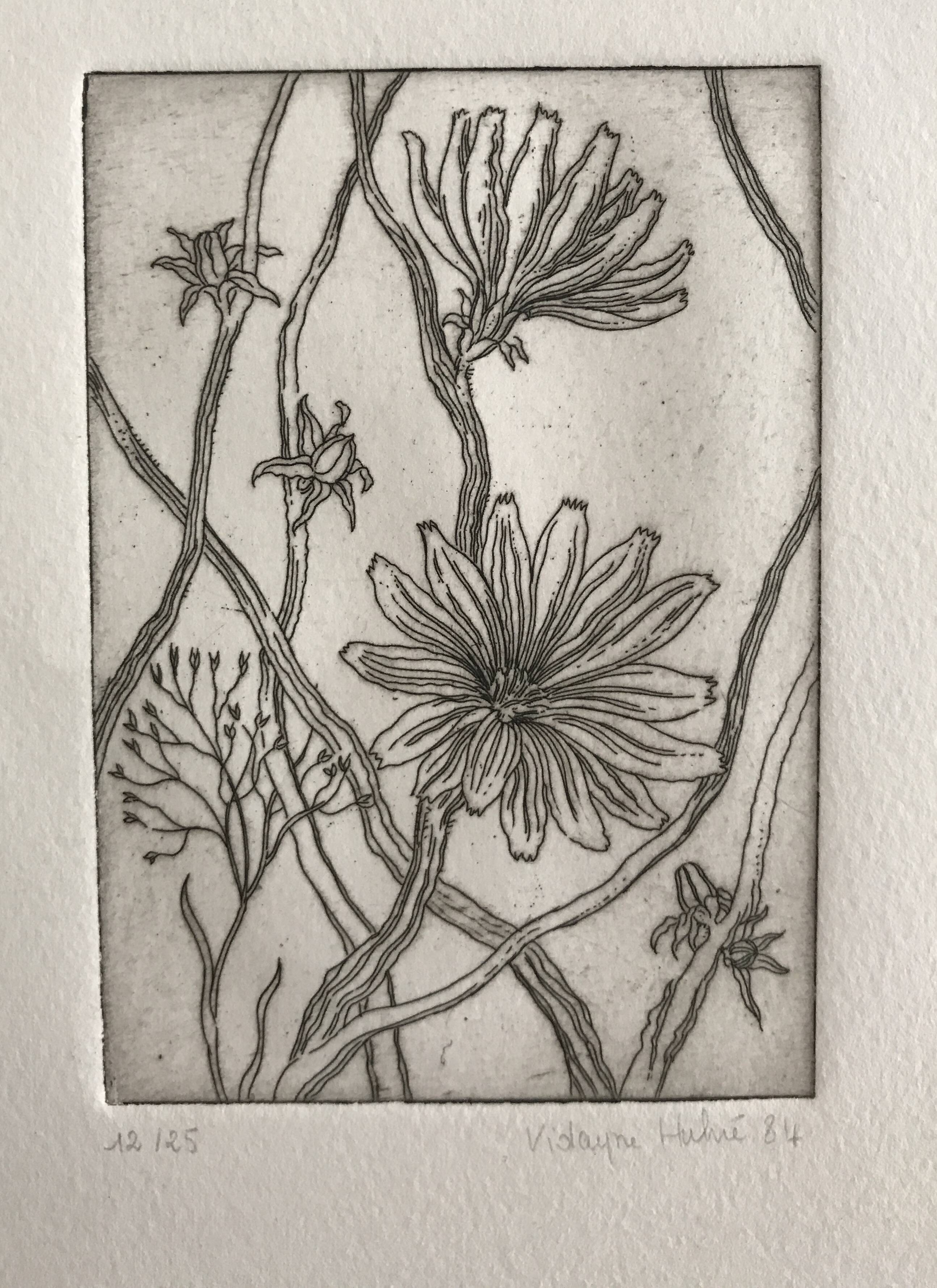 Vilayne hulné, study of clematis, 1984. original etching signed in pencil