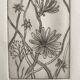 Vilayne hulné, study of clematis, 1984. original etching signed in pencil