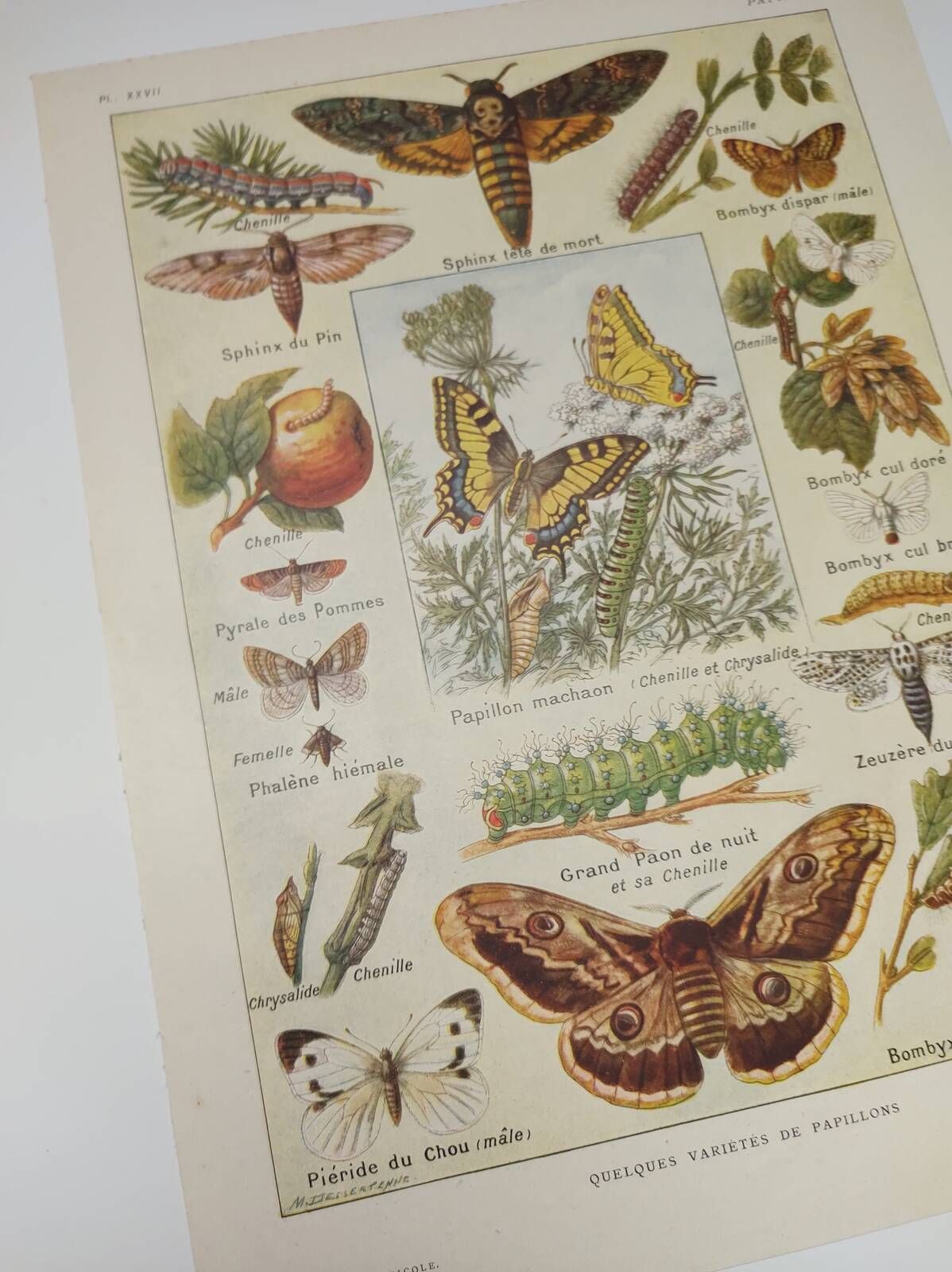 Original engraving from 1922 - Butterfly - Old entomological plate with caterpillar and species,