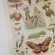 Original engraving from 1922 - Butterfly - Old entomological plate with caterpillar and species,
