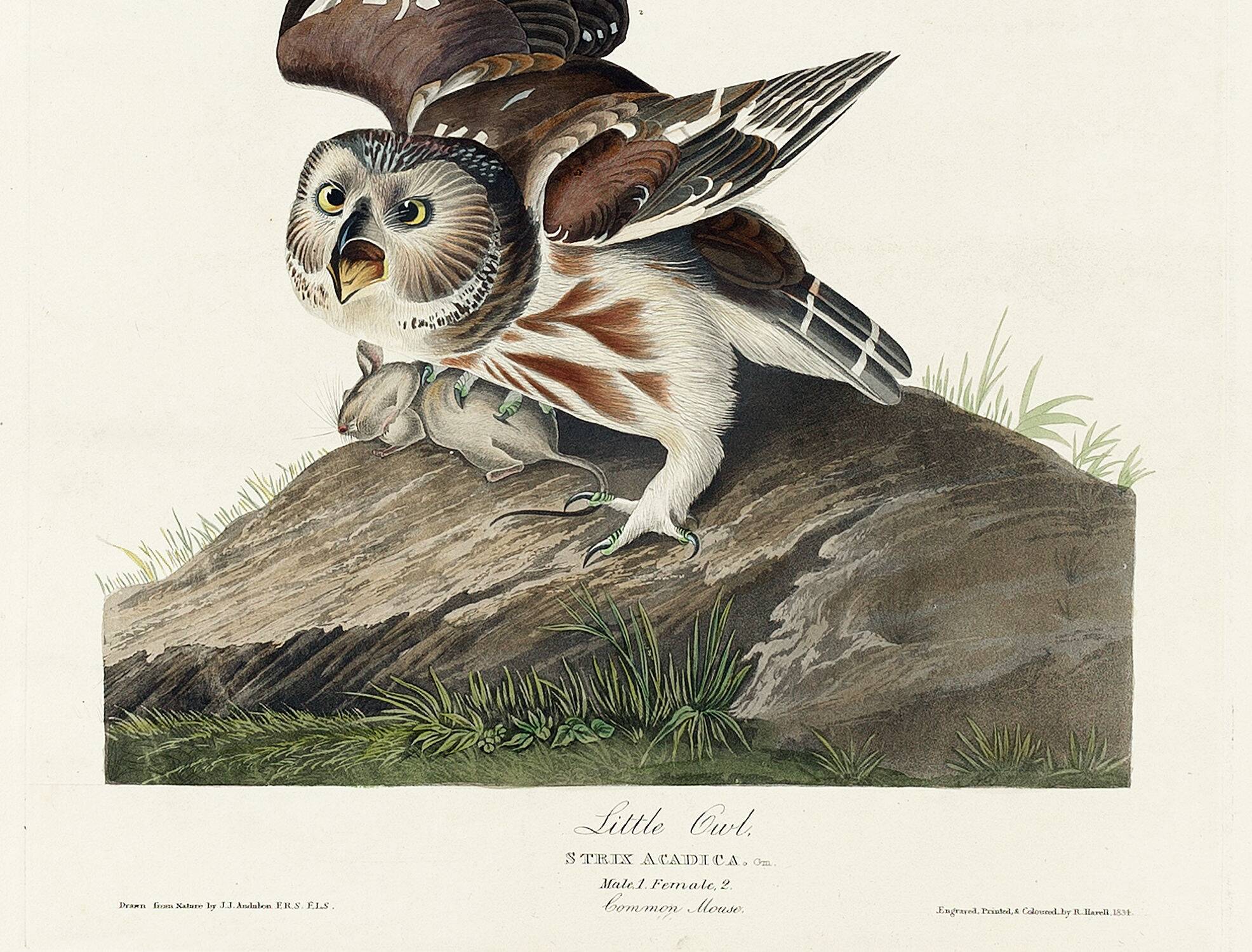 Affiche sur la Chevêchette d’Amérique, d’après une gravure ancienne de 1827