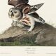 Affiche sur la Chevêchette d’Amérique, d’après une gravure ancienne de 1827