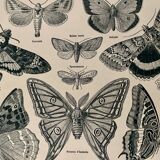 Lithograph on butterflies - 1920