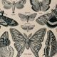 Lithograph on butterflies - 1920