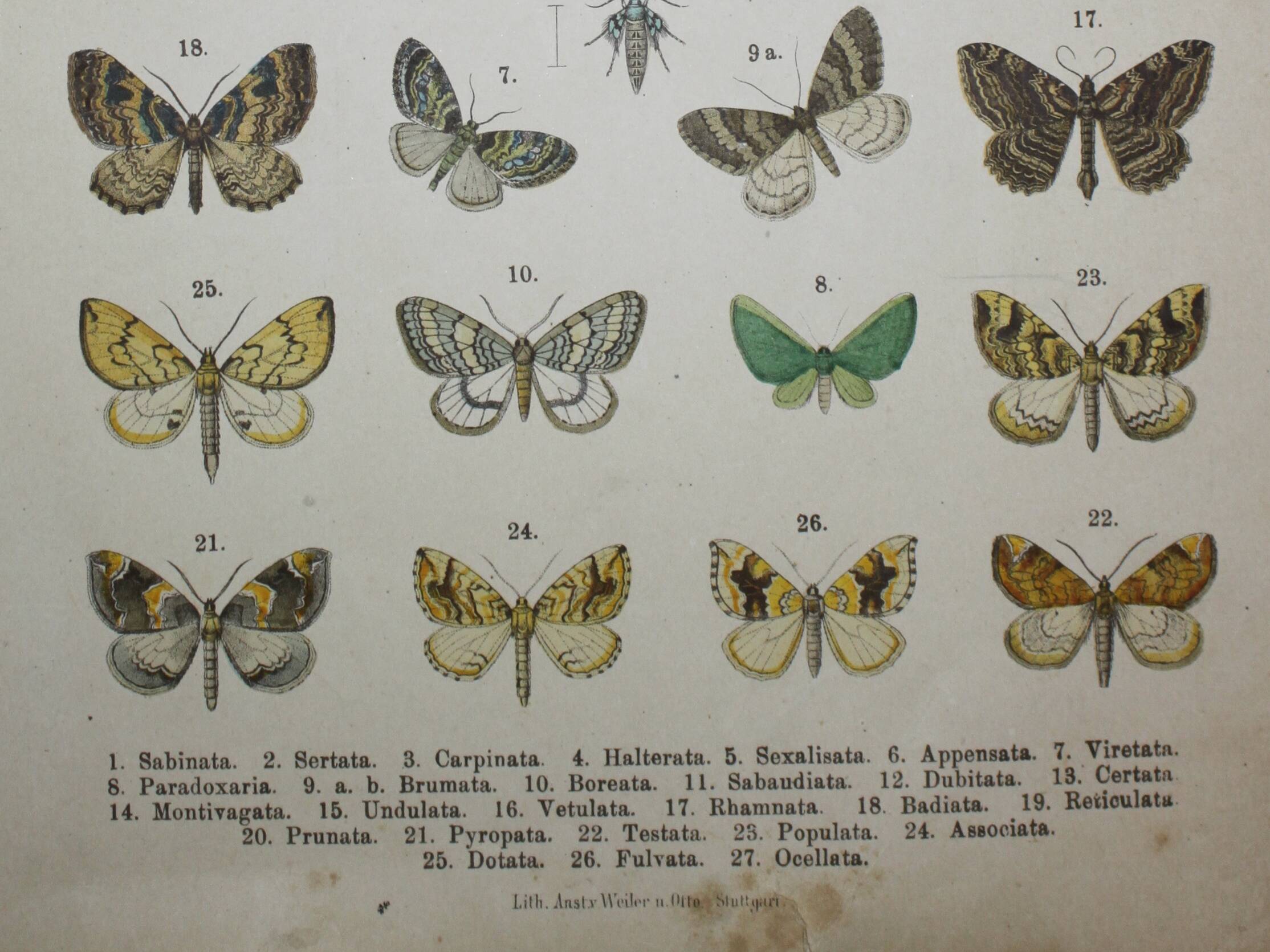 Old engraving of Butterflies - Lithograph from 1887 - Sabinata - Original illustration