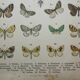 Gravure ancienne de Papillons - Lithographie de 1887 - Sabinata - Illustration originale