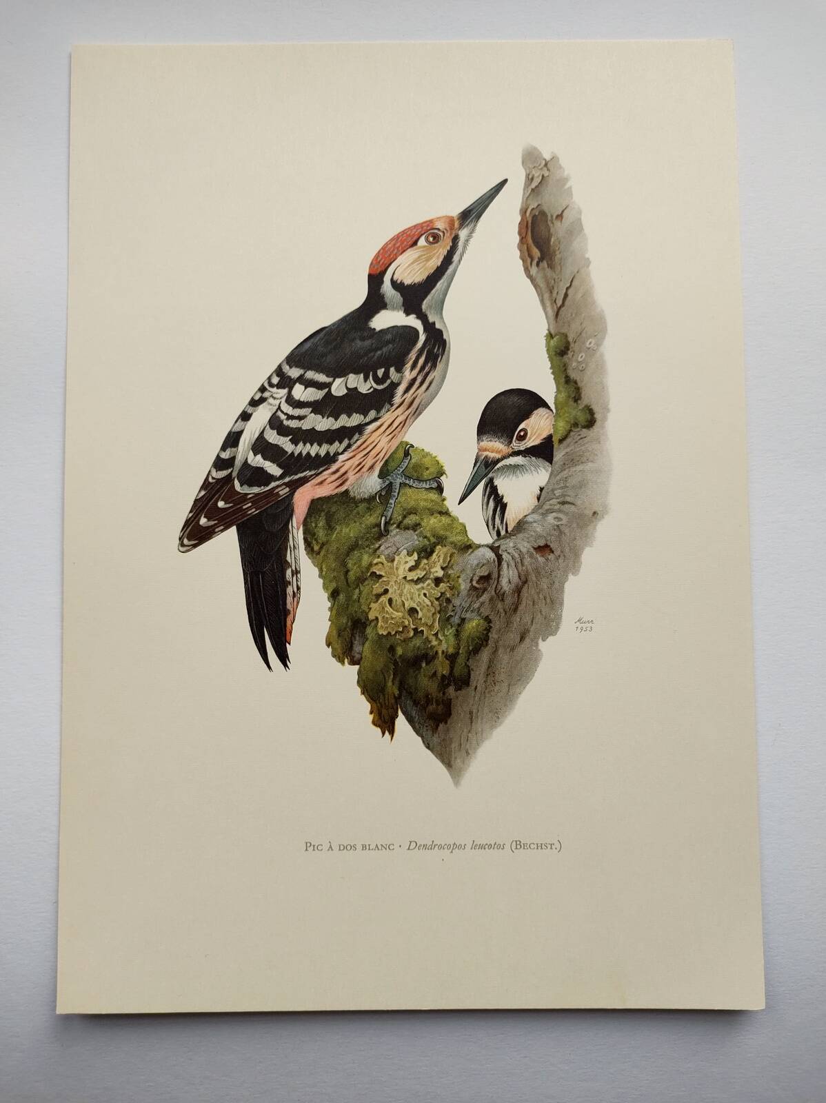 Bird board 60s - White-backed Woodpecker - Vintage zoological and ornithological illustration