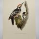 Bird board 60s - White-backed Woodpecker - Vintage zoological and ornithological illustration