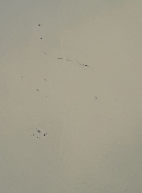 Door 229,2x79,2cm old closet