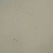 Porte 229,2x79,2cm de placard ancienne