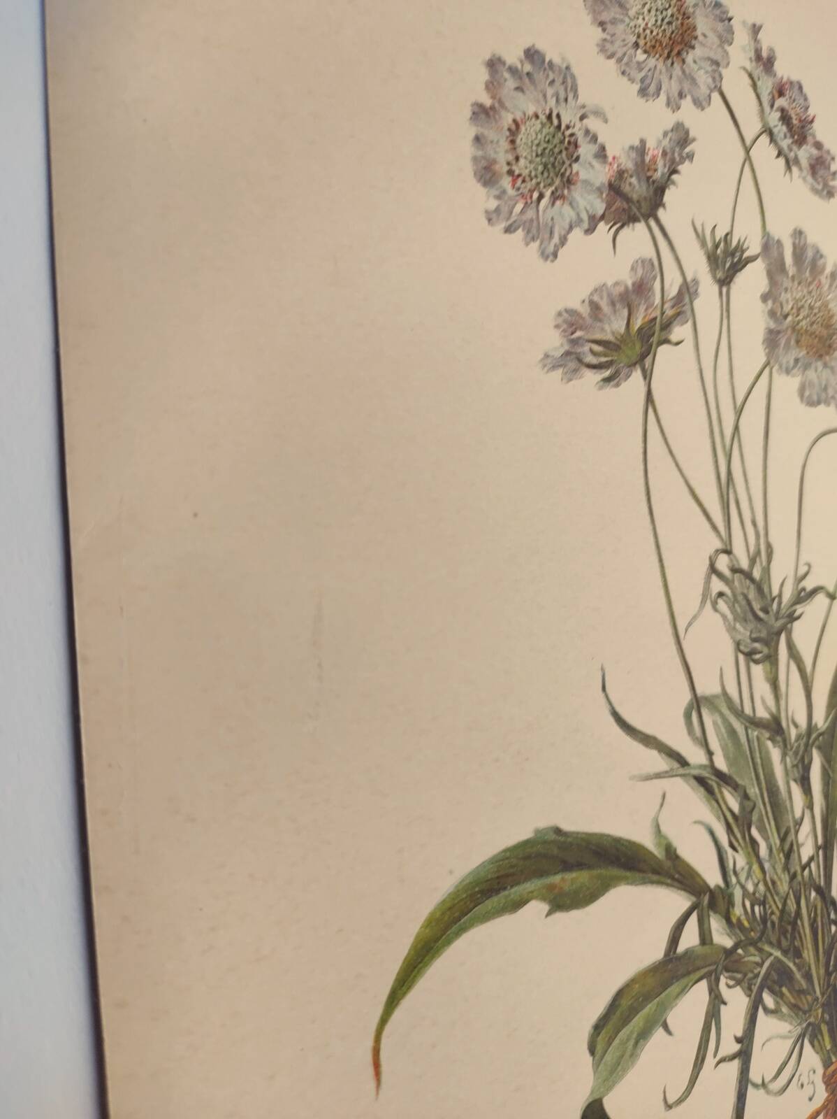 Botanical engraving from 1897 - Bouquet of Scabieuse - Old original flower plate by E.Godart