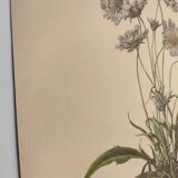 Botanical engraving from 1897 - Bouquet of Scabieuse - Old original flower plate by E.Godart