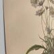 Botanical engraving from 1897 - Bouquet of Scabieuse - Old original flower plate by E.Godart
