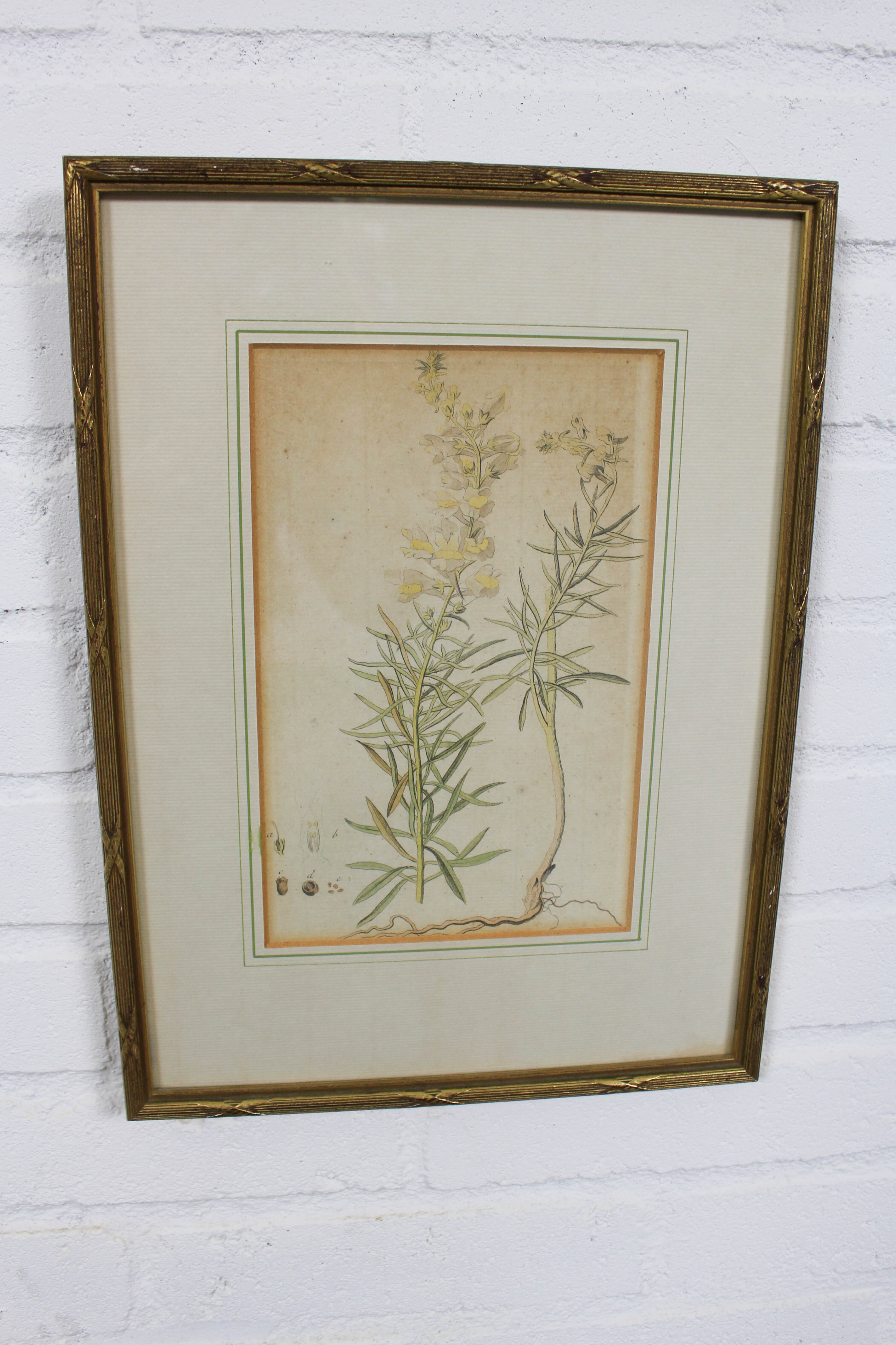 Set of 3 copperplate engravings from the famous book "Flora Batava, 1807"-1814