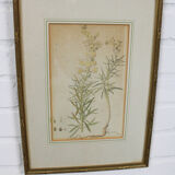 Ensemble de 3 gravures sur cuivre du célèbre livre « Flora Batava, 1807 »-1814