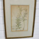 Set of 3 copperplate engravings from the famous book "Flora Batava, 1807"-1814
