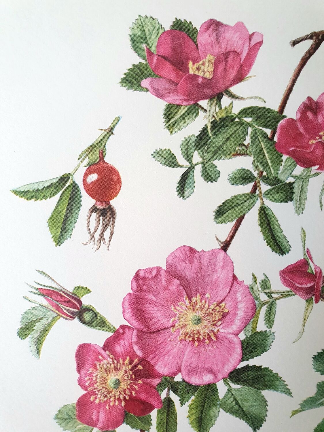 Set of 2 botanical plates roses