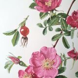 Set of 2 botanical plates roses