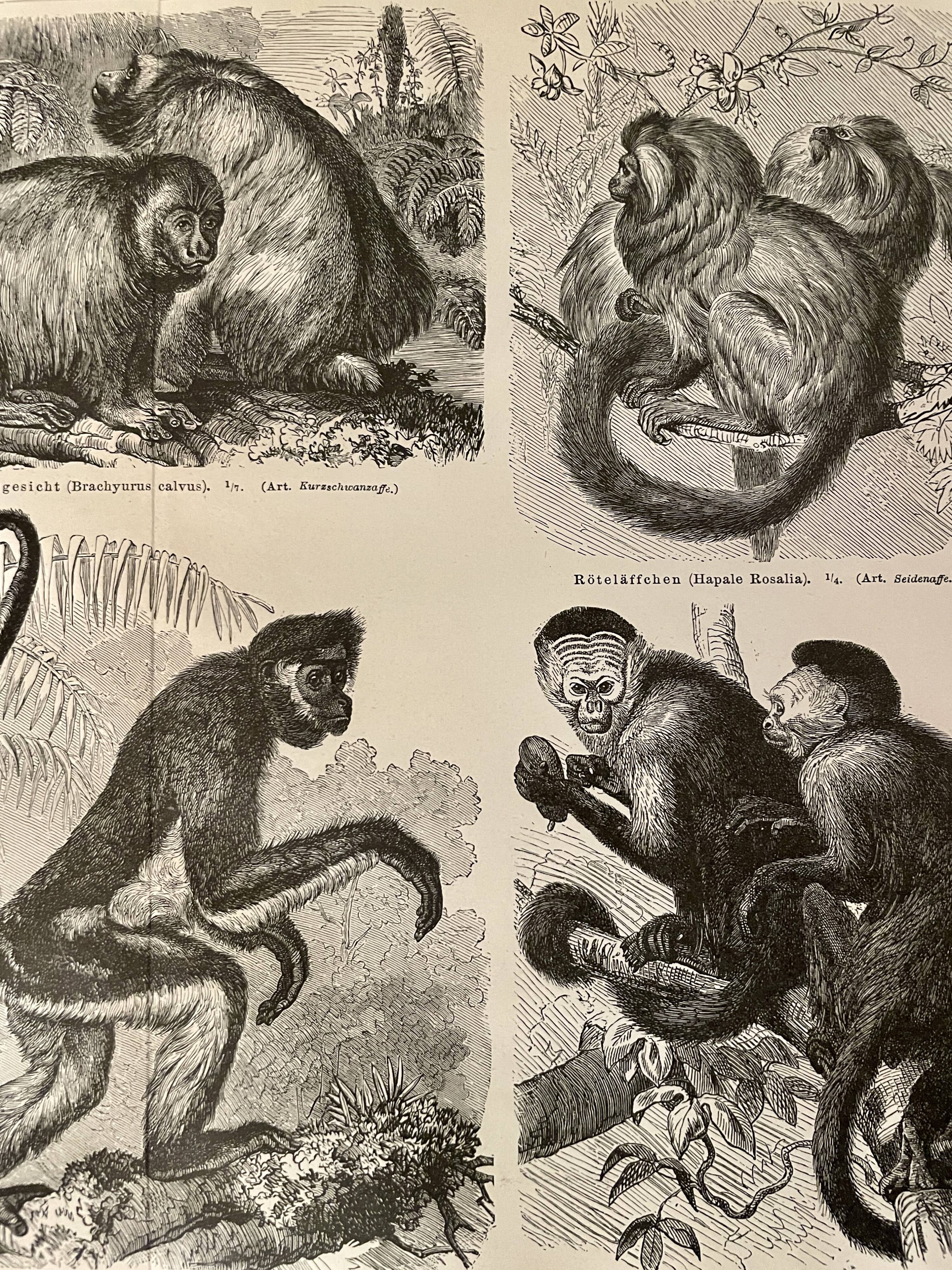 Illustrated plates engraving on the monkeys of the old world I – 1890