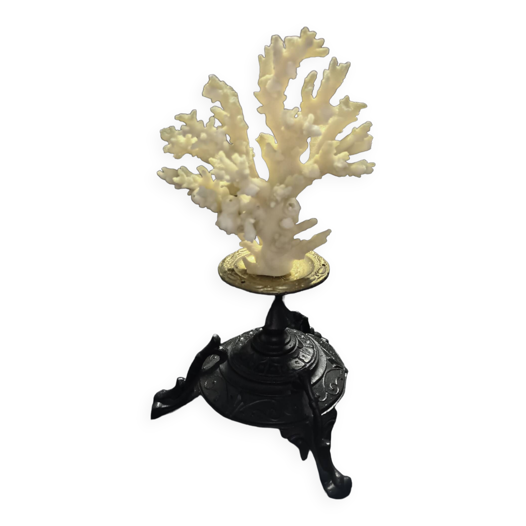 White coral mounted on spelter base for cabinet of curiosities