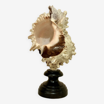 Old Murex conch shell on turned wooden base Napoleon III vintage cabinet of curiosities