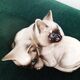Pair of Siamese kittens in English porcelain from Beswick