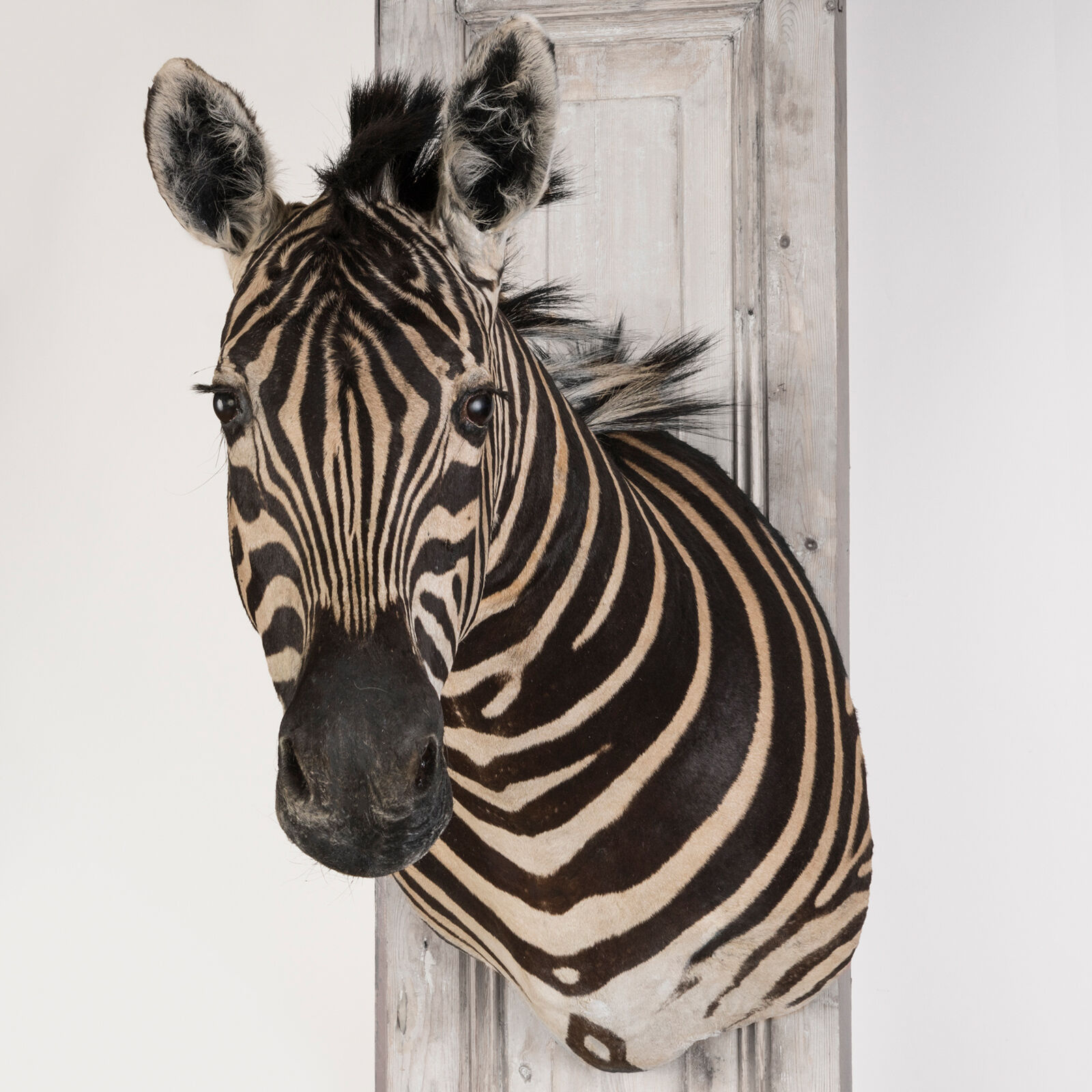 Zebra Taxidermy Set