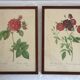 Lot de 2 lithographies encadrées signées pierre joseph redoute