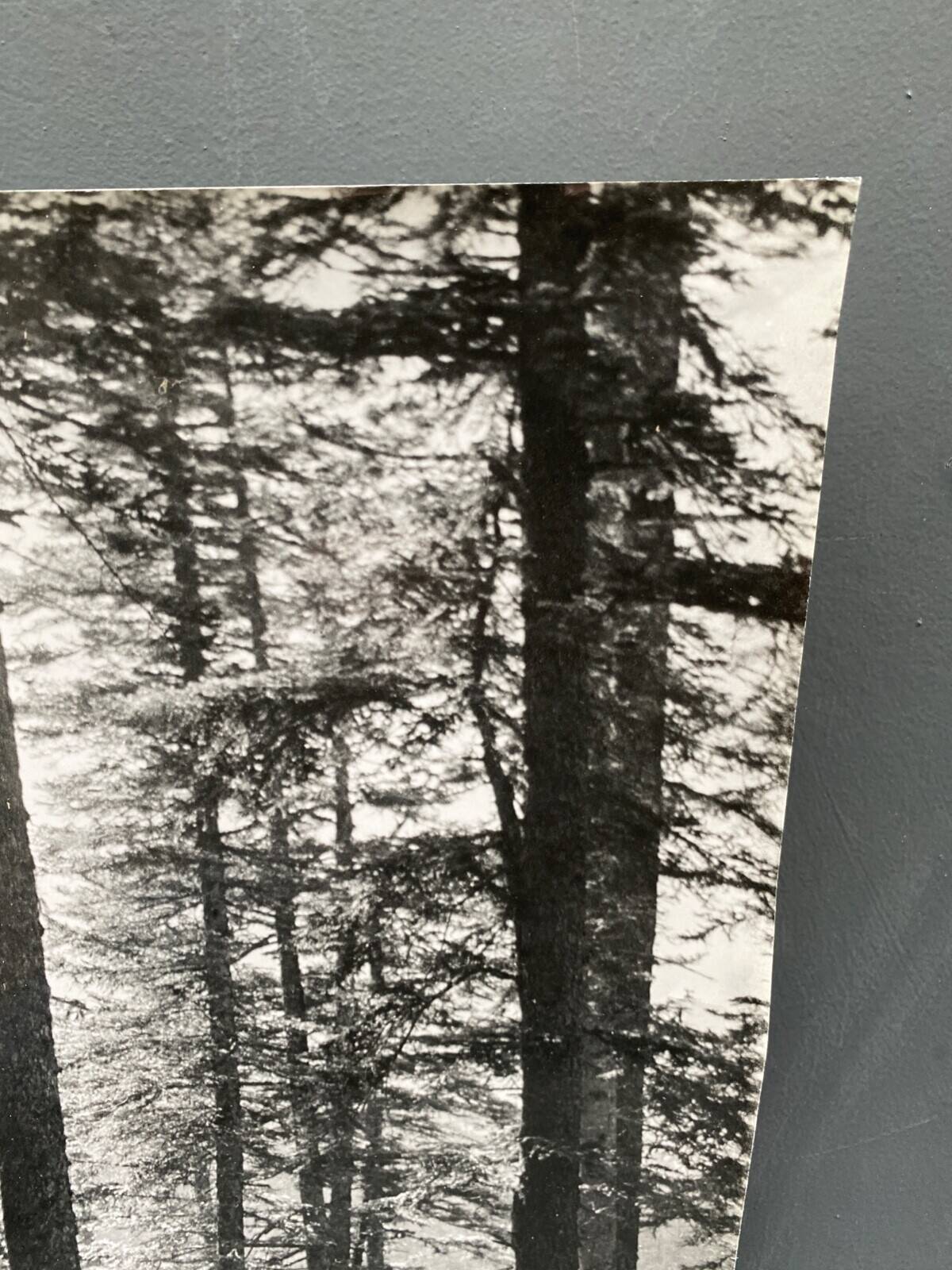 Silver gelatin photograph by Bernard Darot, Undergrowth and rocks, 20th century