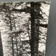 Silver gelatin photograph by Bernard Darot, Undergrowth and rocks, 20th century
