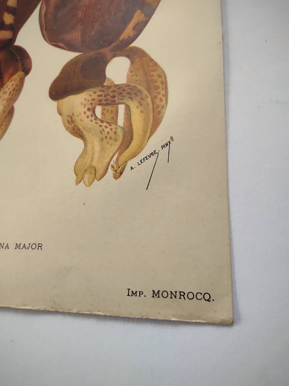 Botanical engraving from 1897 - Stanhopea Tigrina - Original plate A.Lefevre