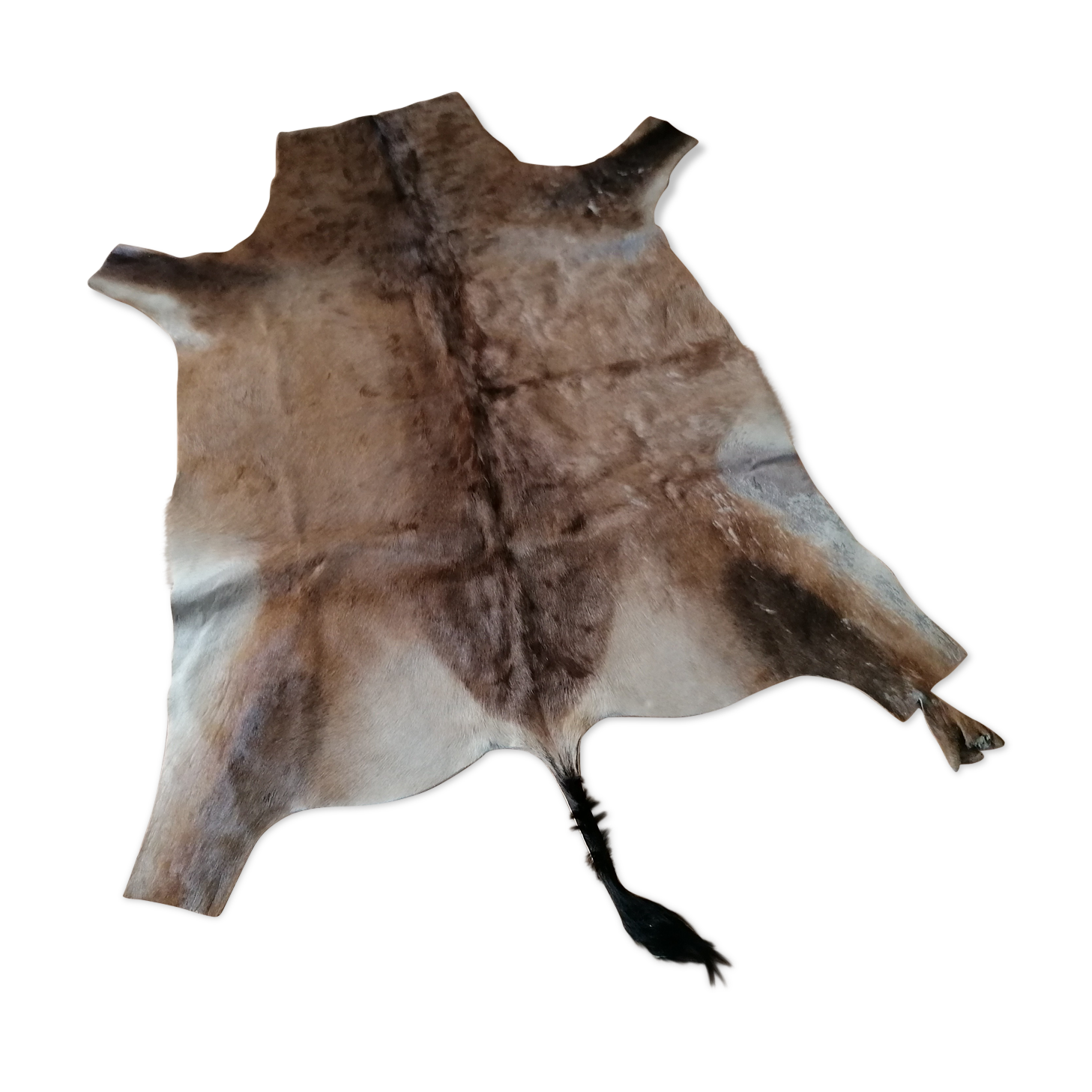 Skin of natural gazal antelope taxidermy