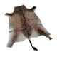 Skin of natural gazal antelope taxidermy
