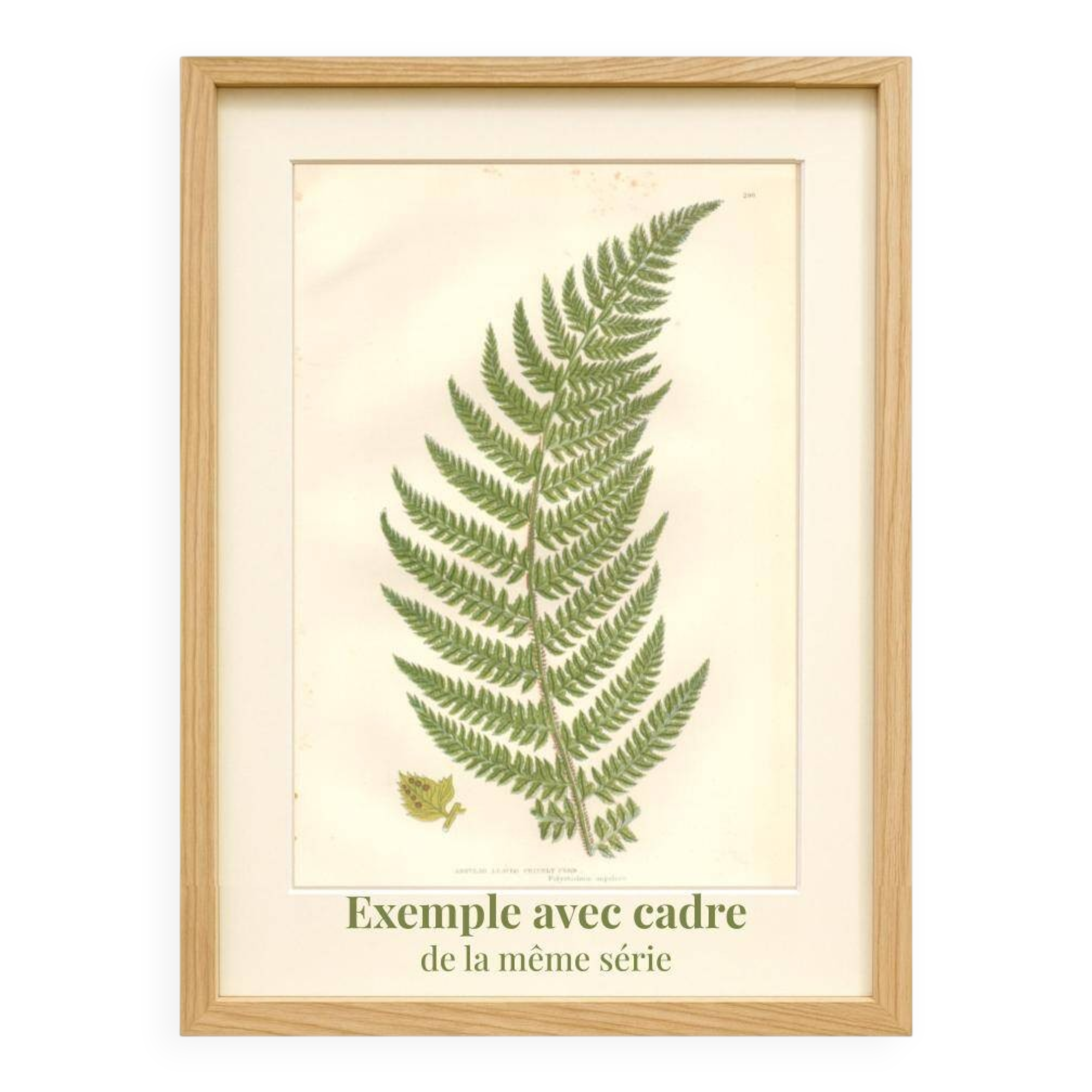 Chromolithographie ancienne botanique 1889 - Fougère des montagnes de Pratt