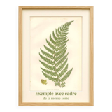 Chromolithographie ancienne botanique 1889 - Fougère des montagnes de Pratt