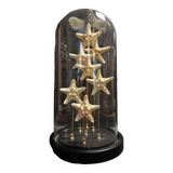 Cabinet of Curiosities globe with white starfish protoreaster nodosus