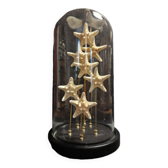 Cabinet of Curiosities globe with white starfish protoreaster nodosus