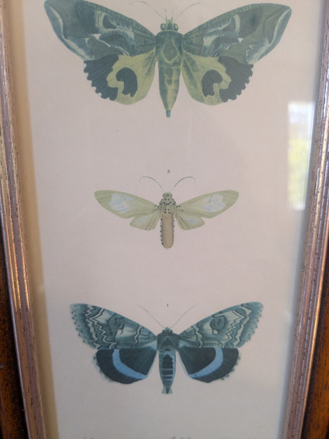 Lithographies de papillons