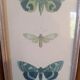 Lithographies de papillons