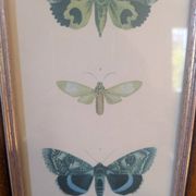 Lithographs of butterflies
