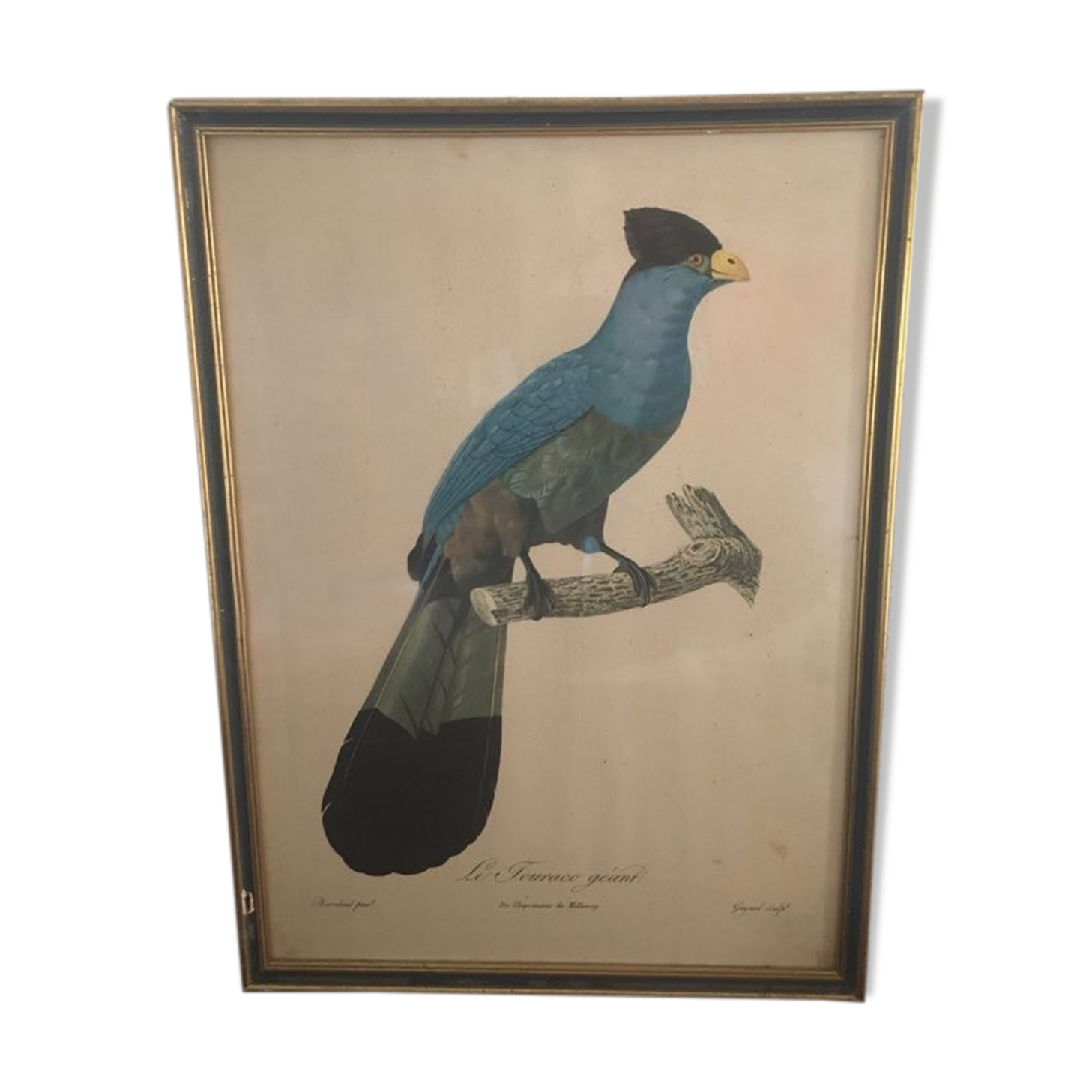 Ornithological board "The Giant Touraco" by Barrabant.
