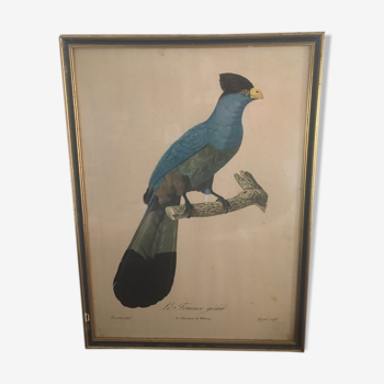 Ornithological board "The Giant Touraco" by Barrabant.