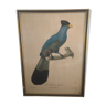 Ornithological board "The Giant Touraco" by Barrabant.