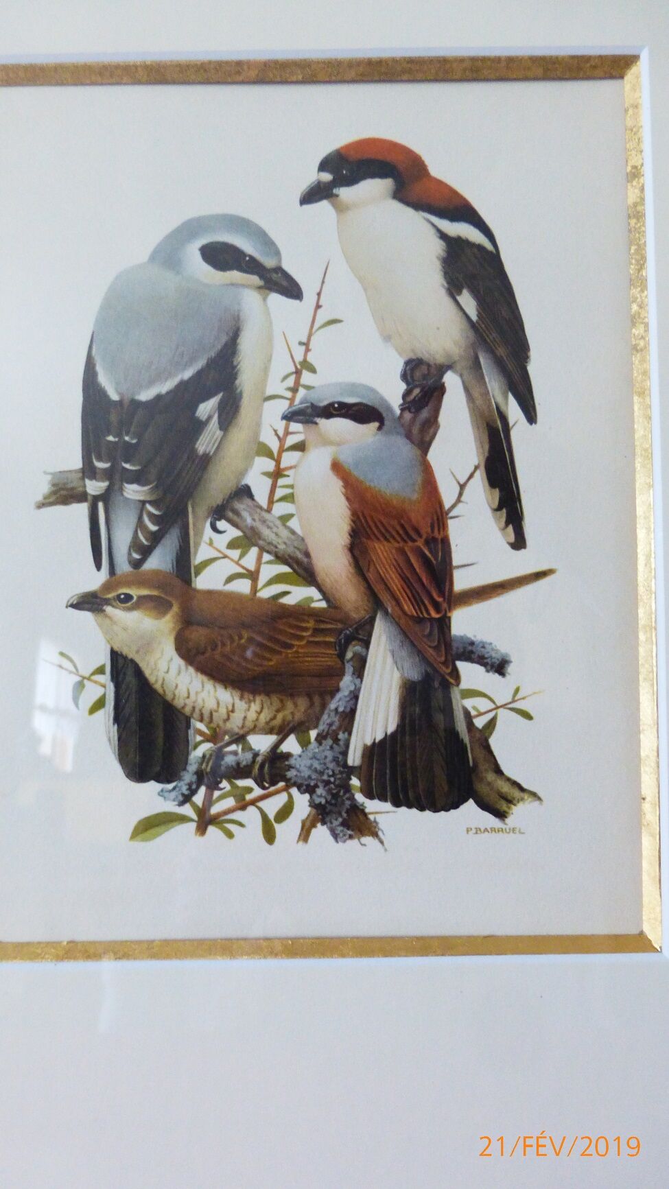 Birds - collection Hepatior N ° 16