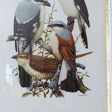 Birds - collection Hepatior N ° 16