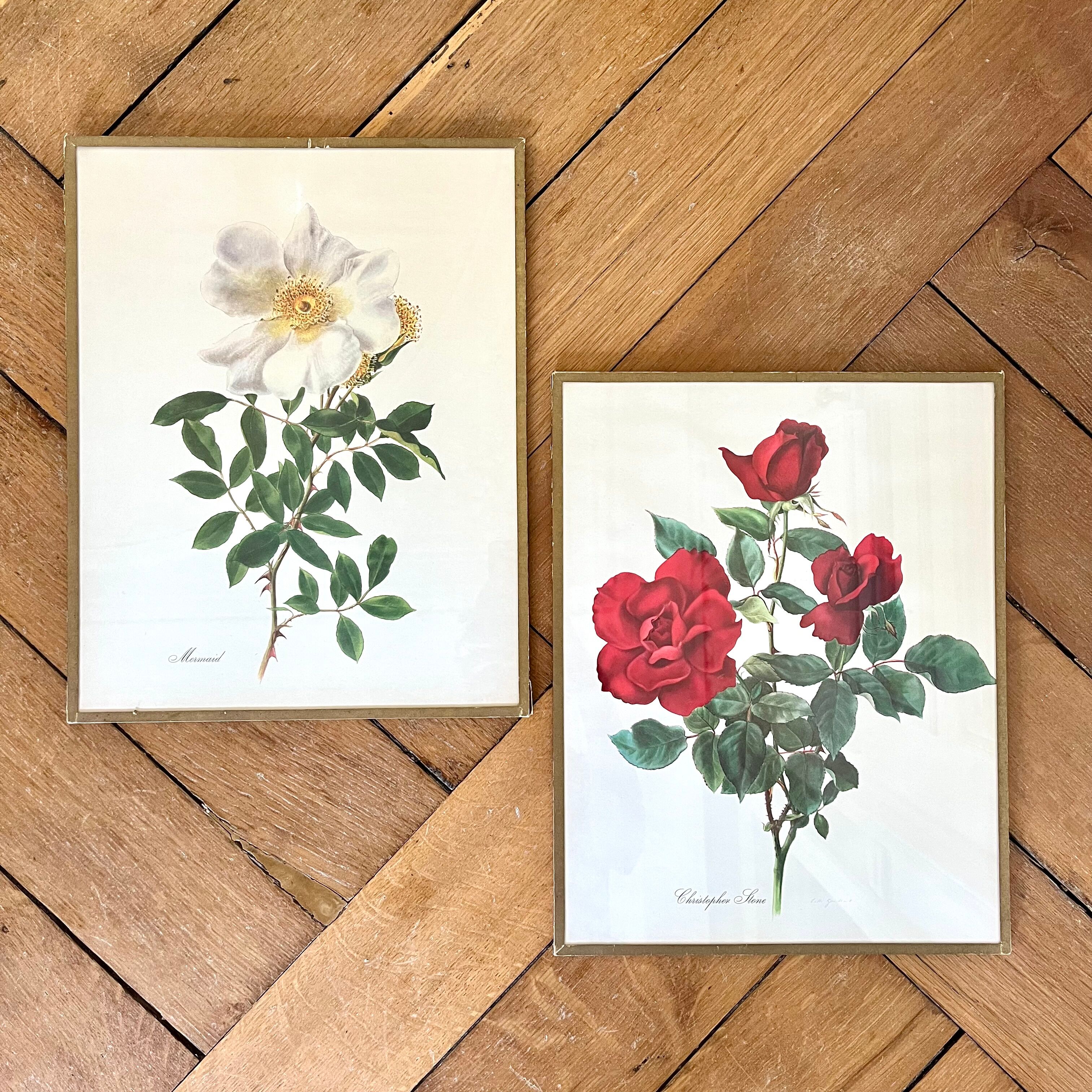 Pair of vintage botanical plates