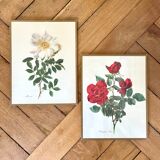 Pair of vintage botanical plates