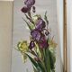 Old oil painting on paper – Bouquet of irises – Framed